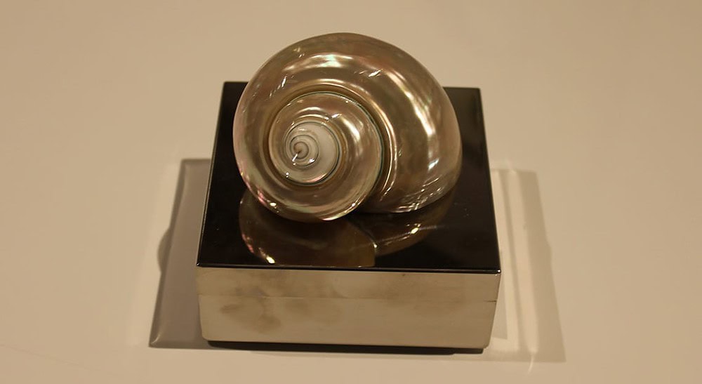 Shell Boxes | Decorative Coastal Shells