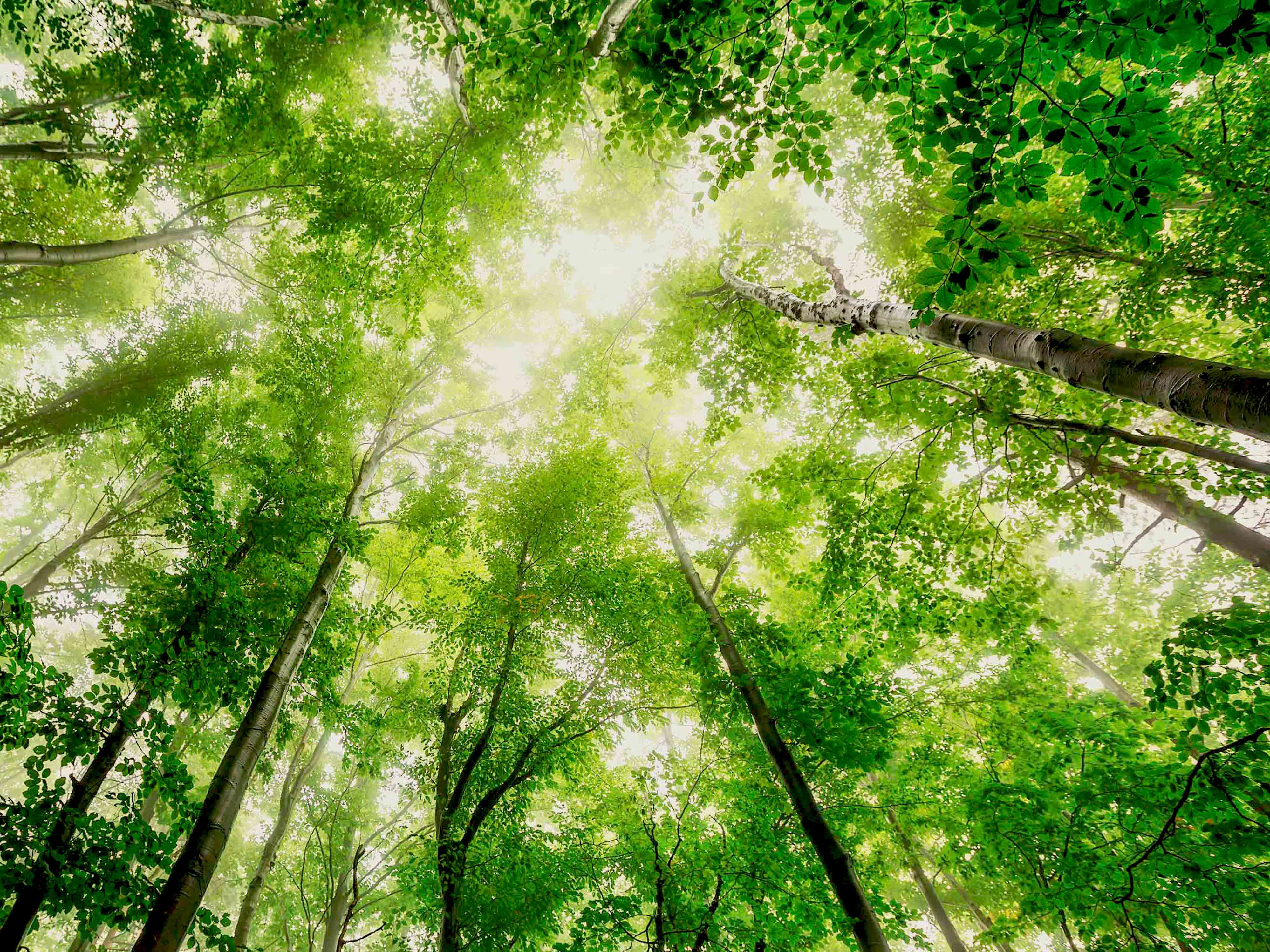 looking up at tree canopy from below