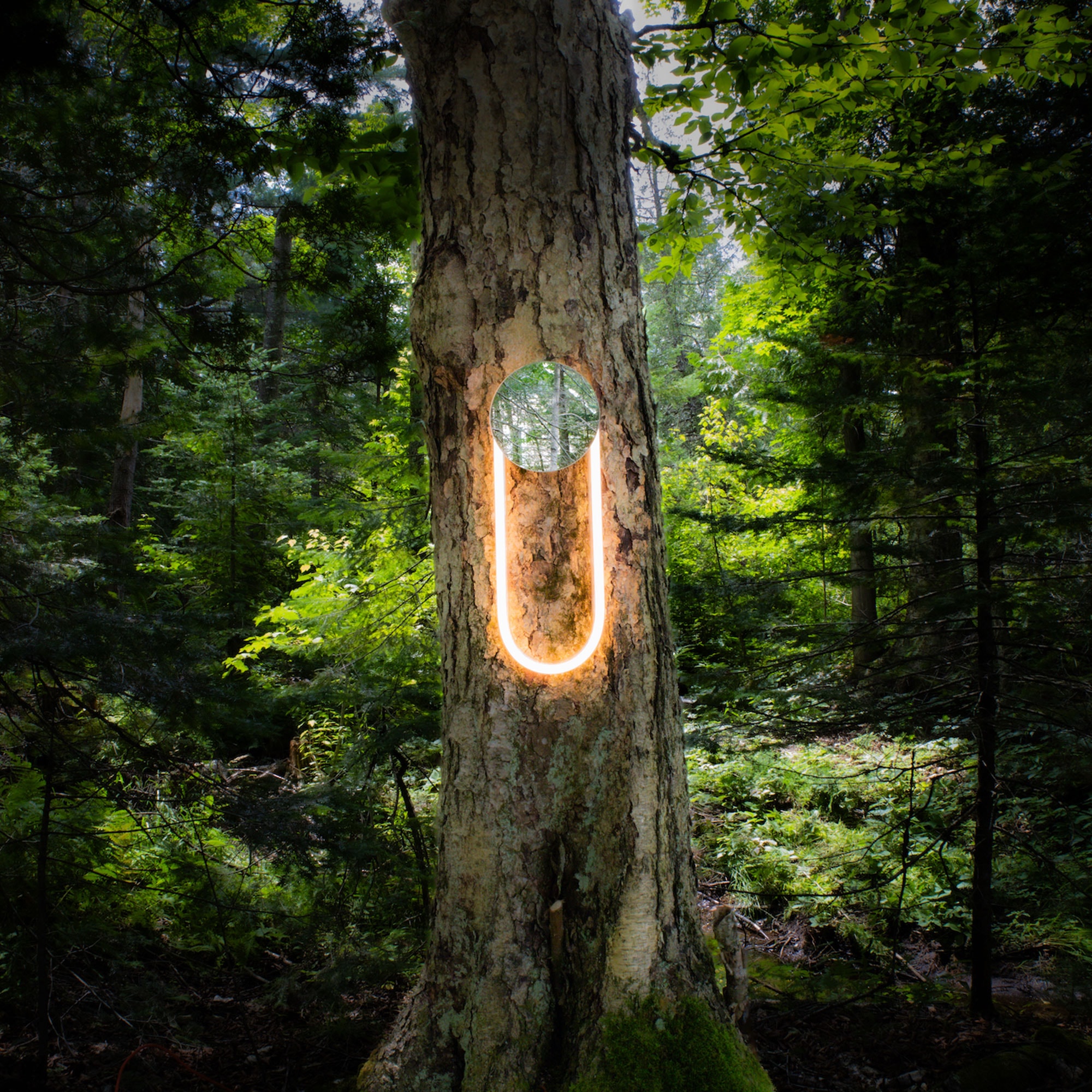 Vibrant green forest with illuminated neon wall art on a tree trunk, emphasizing modern decor blending with nature.