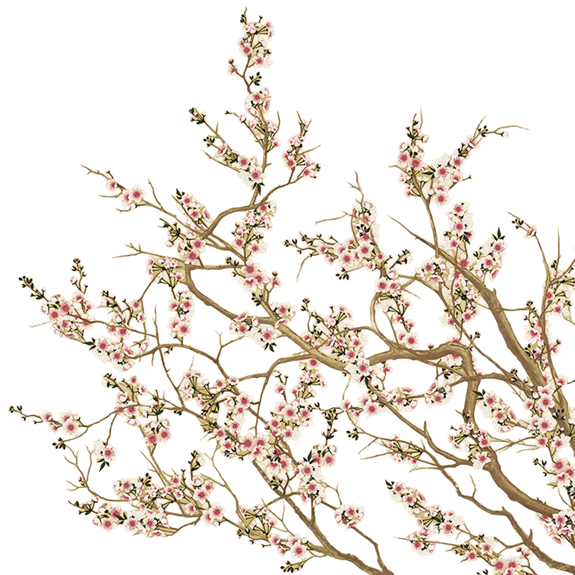 Illustration of white and pink cherry blossoms on brown and gold branches against a black background.