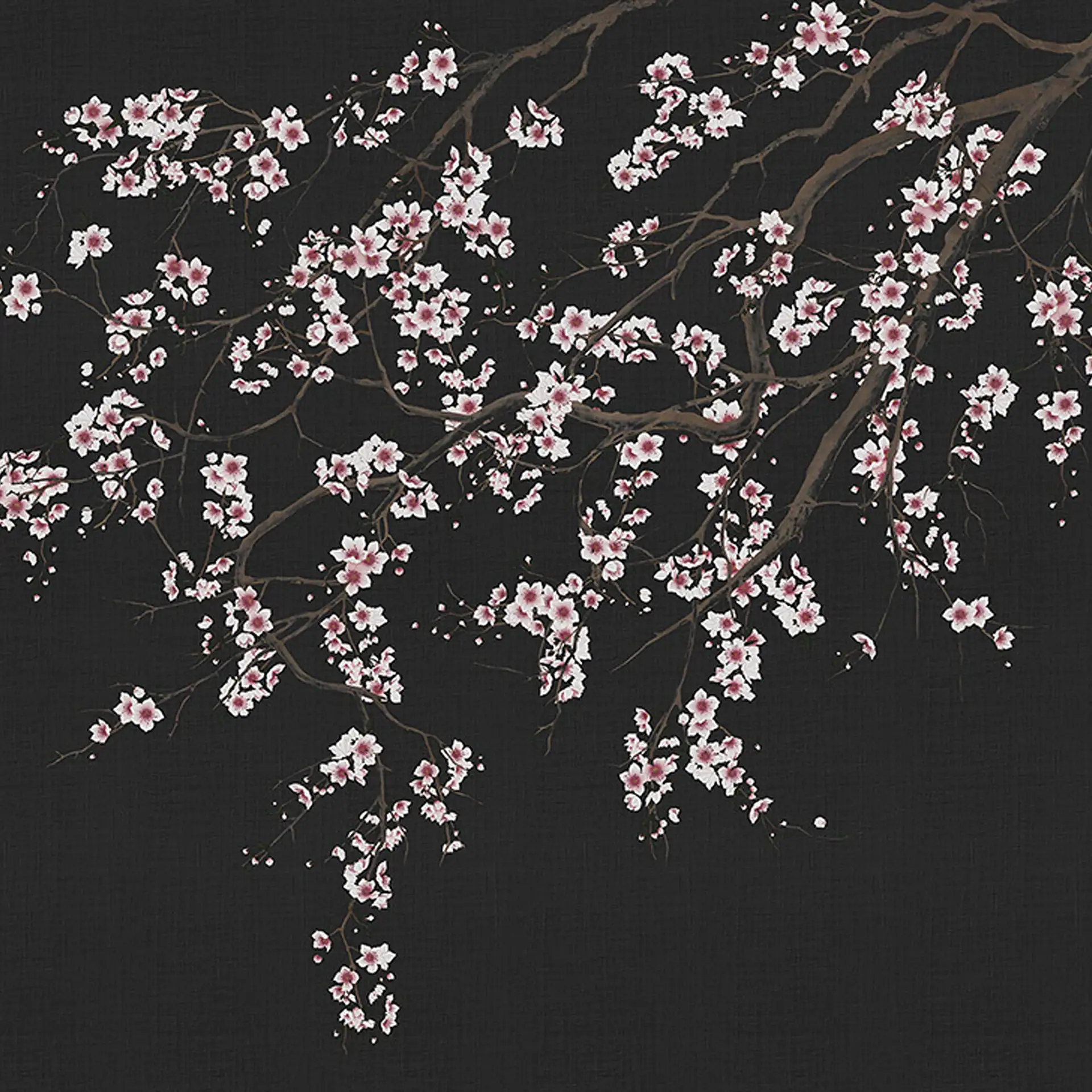 Artistic depiction of white and pink cherry blossoms on dark branches against a black textured background.