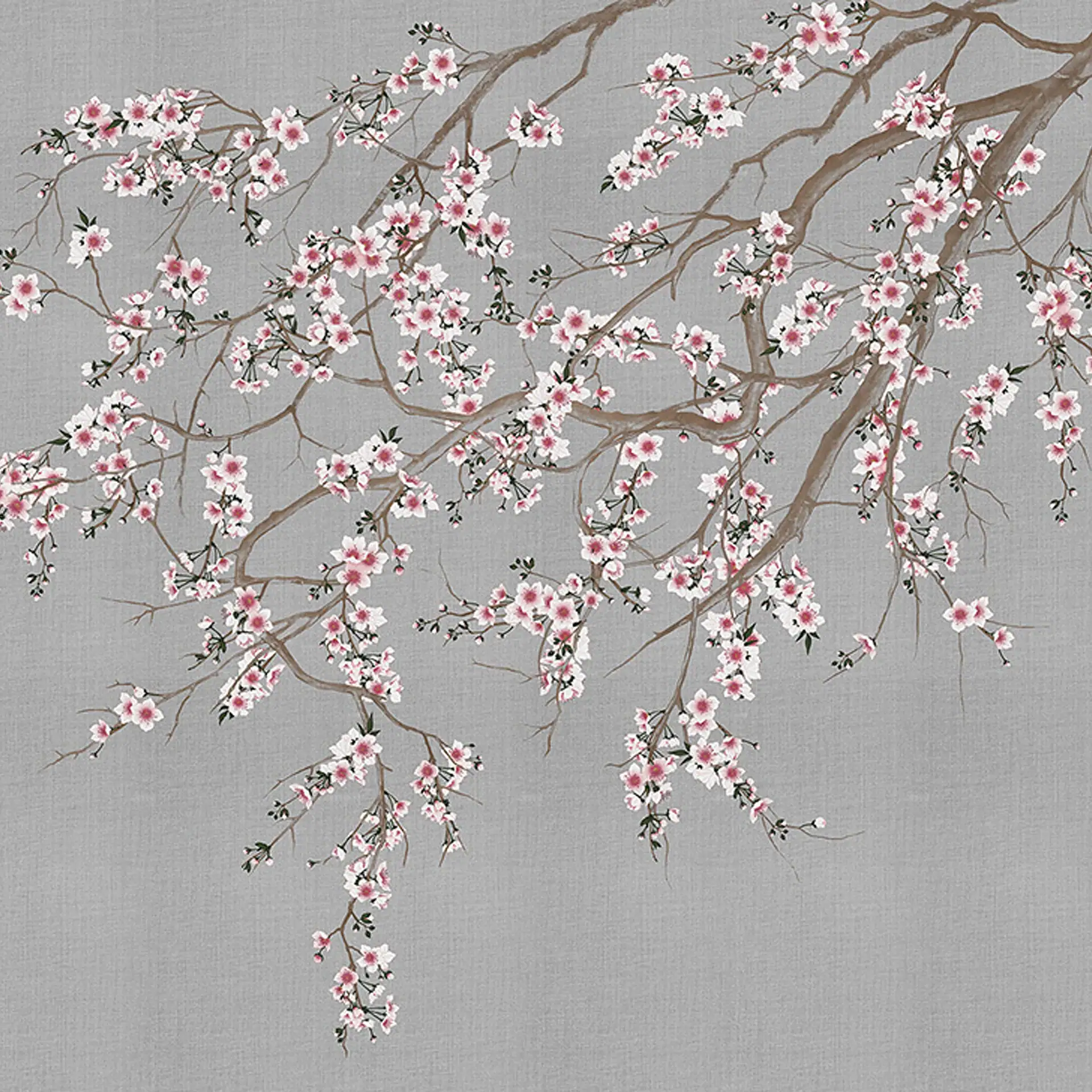 Illustration of cherry blossom branches with pink and white flowers on a textured gray background.