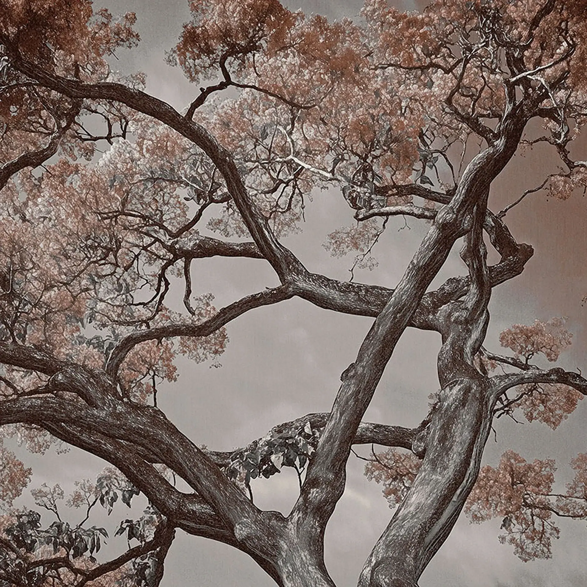 Low-angle view of a tree with dark, gnarled branches and reddish-brown foliage against a grey sky.