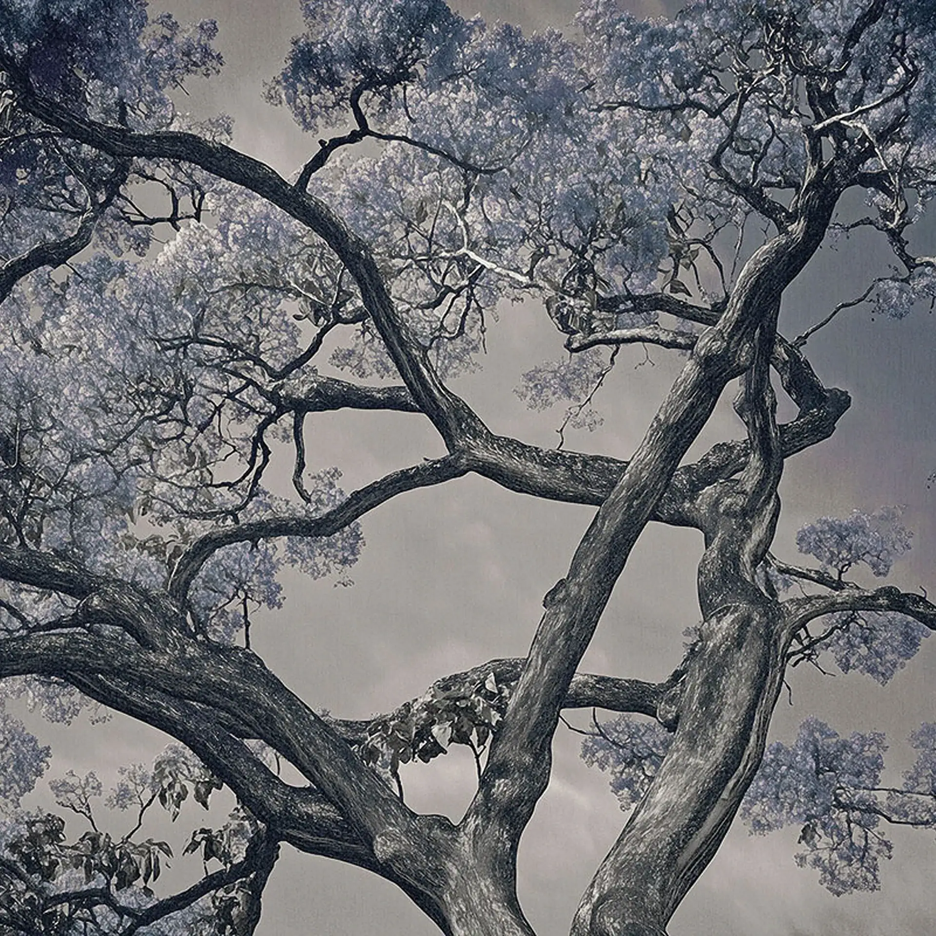 A large tree with dark, twisted branches and light purple foliage against a gray sky, viewed from below.