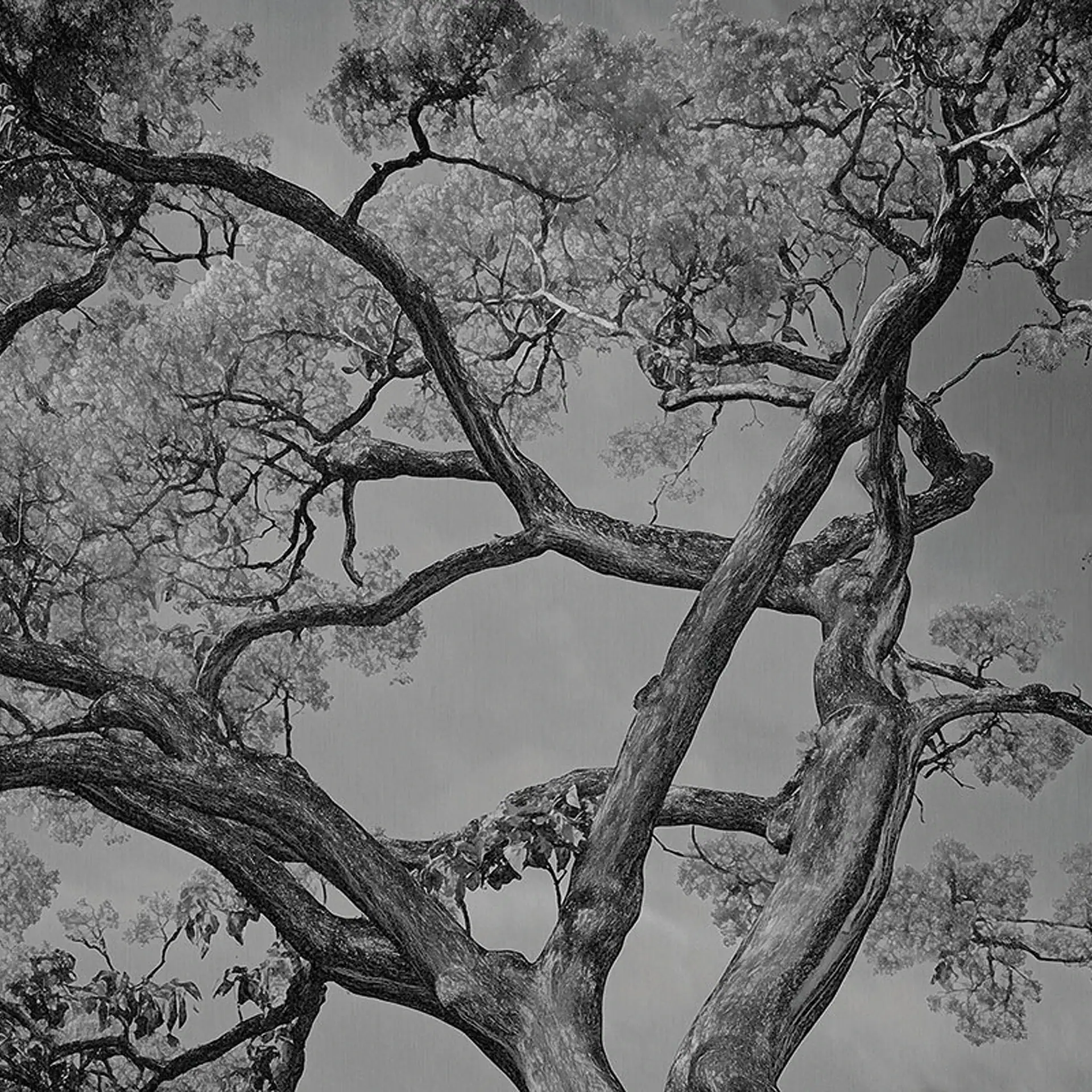 Black and white image of a large tree's gnarled branches and light-colored leaves against a gray sky, viewed from below.