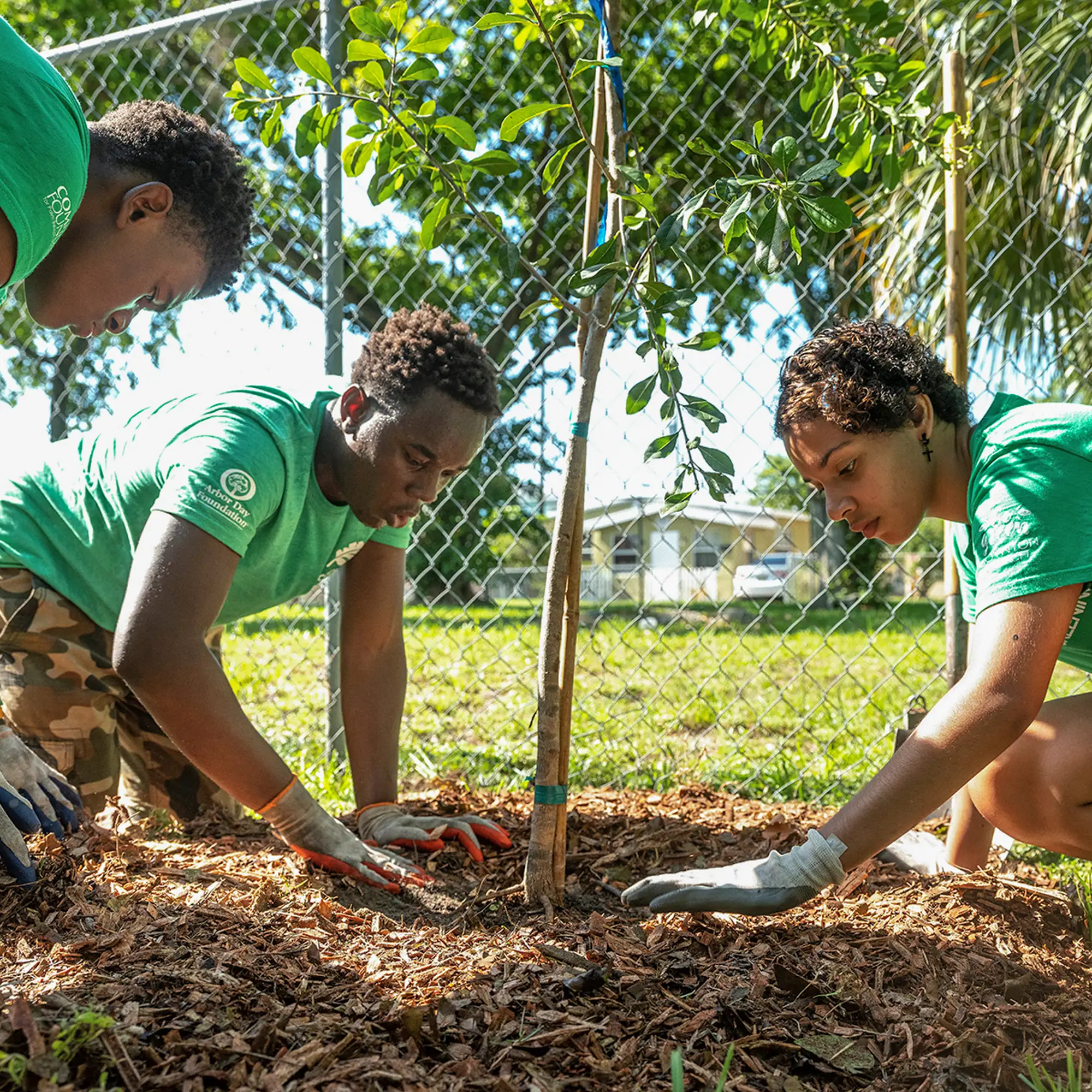 Three people in green shirts and gloves planting a young tree, surrounded by mulch, with a chain-link fence and houses in the background.